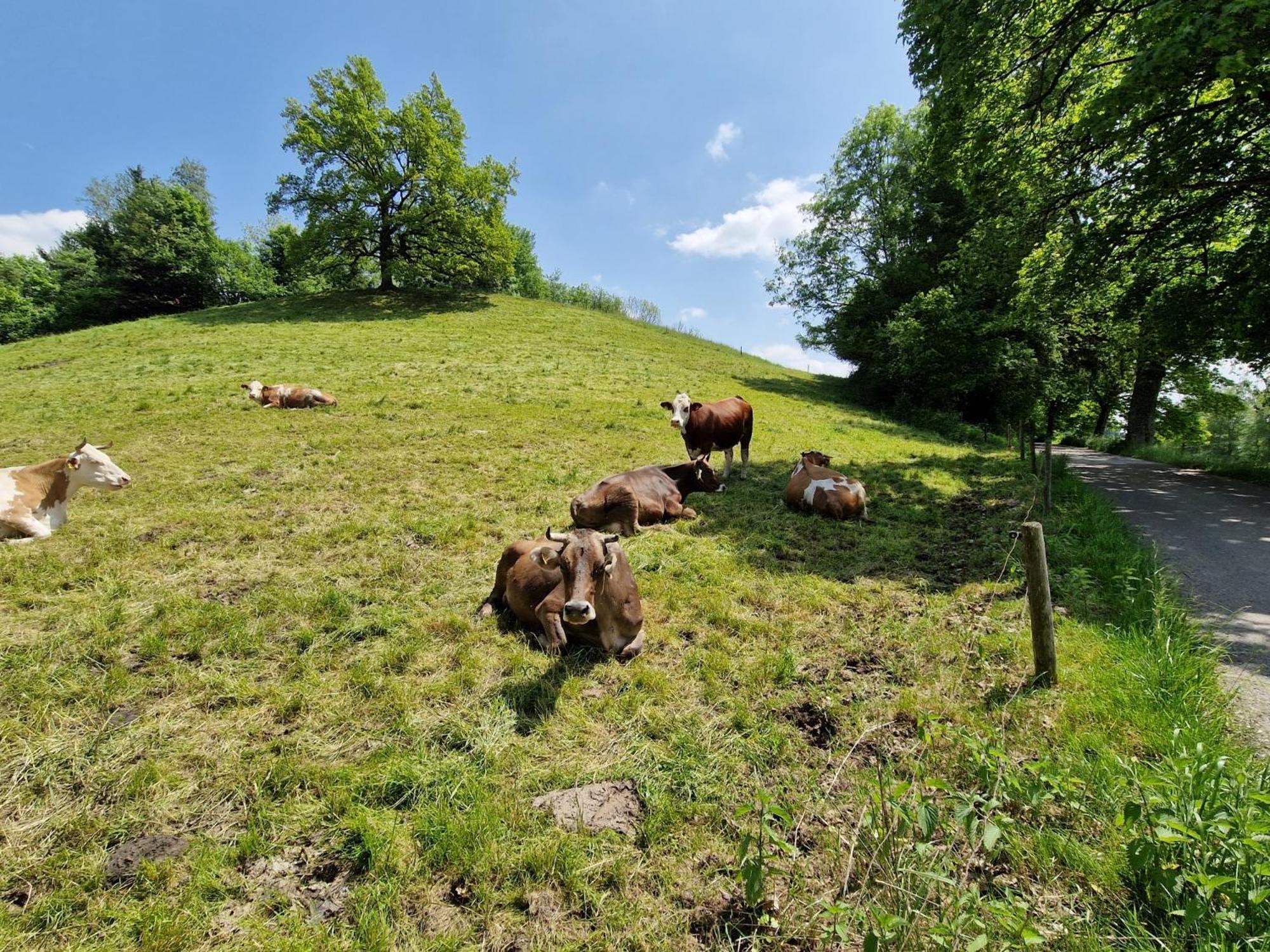 Ferienwohnung Ewigkeit - 4-Sterne Dtv Klassifiziert Leutkirch im Allgäu Exterior photo